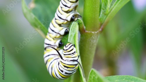 a monarch caterpillar chowing down on a tropical milkweed plant turns away
