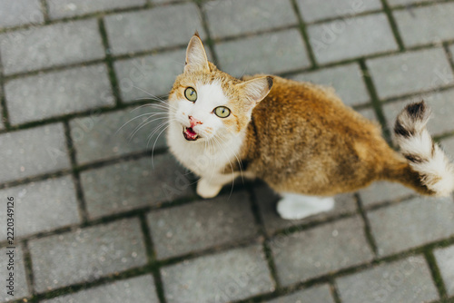 Ginger and white cat looking up with mouth open on paved walkway. Domestic pet and companion animal. Feline behavior, communication and animal care. Top view with copy space.