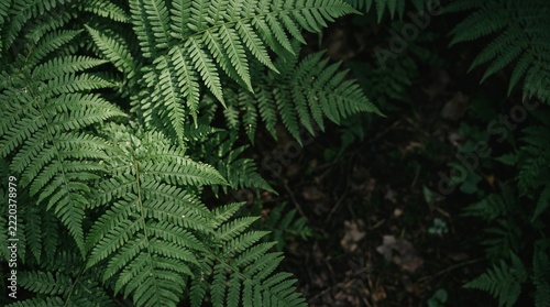 Lush green fern fronds natural forest floor texture background for