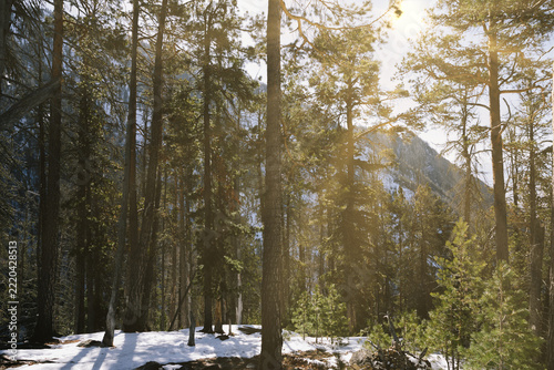 Warm sunlight breaks through evergreen cedar forest trees in the snowy mountain valley of the Republic of Buryatia, Russia, highlighting wild Siberian wilderness and alpine nature