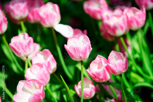 Vibrant Pink Tulip Flowers Blooming in a Garden Bed in Bright Sunlight