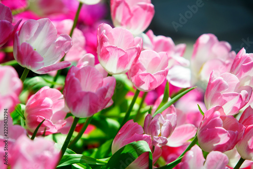 Vibrant Pink Tulips in Bloom with Green Foliage on a Bright Day