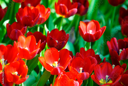 Vibrant Red Tulips in Full Bloom with Green Leaves and Bright Petals