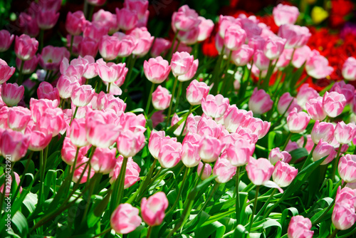 Vibrant Pink and Red Tulip Garden with Green Leafy Background in Bloom