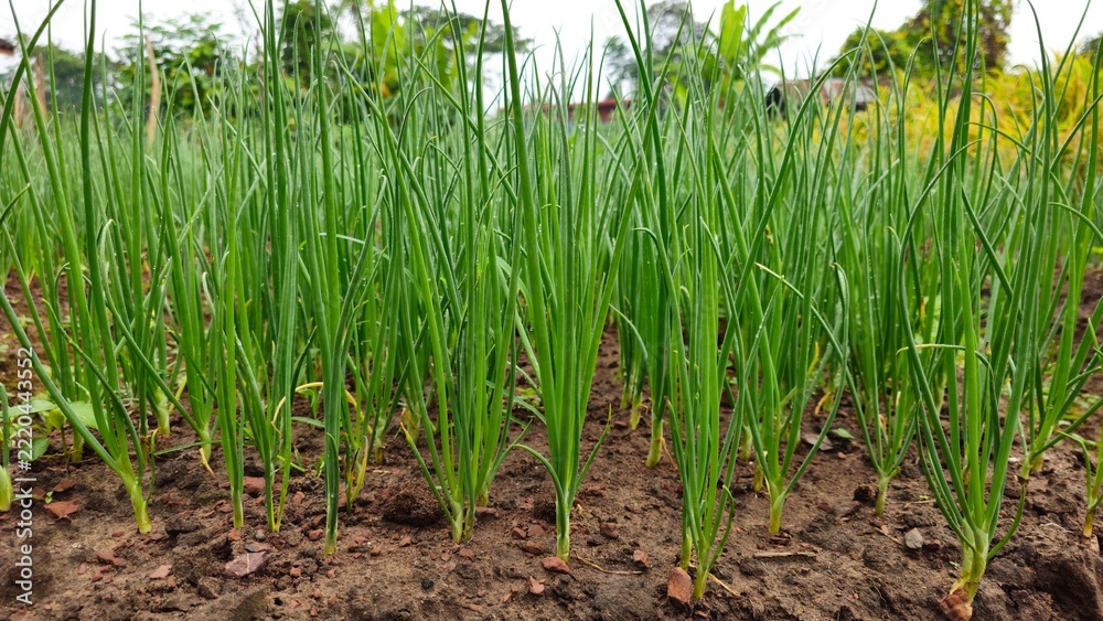 Fototapeta premium Green scallions growing in sacks in a home vegetable garden. Green Onions Growing in Soil Filled Sacks on a Small Vegetable Farm