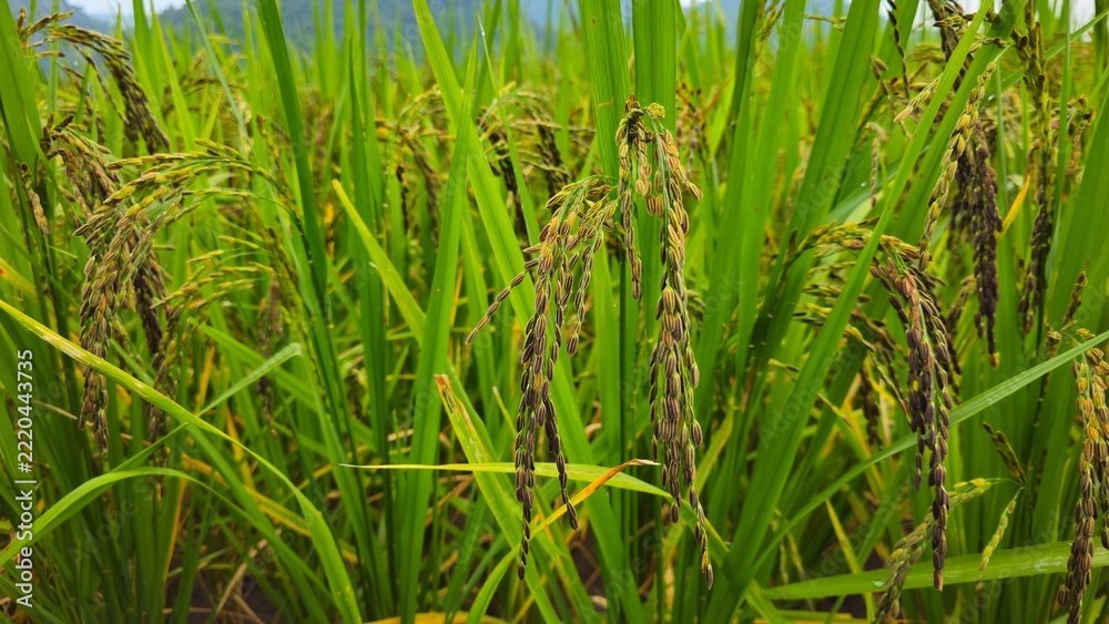 Fototapeta premium Green Rice Plants with Developing Rice Panicles in a Rice Field. Close-up of black rice ear ripening in a green paddy field