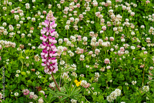 Lupinus polyphyllus in the garden or field Lupinus polyphyllus flowers