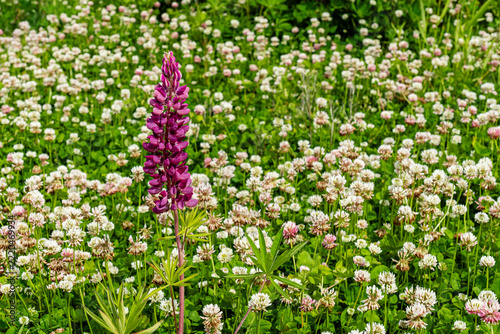 Lupinus polyphyllus in the garden or field Lupinus polyphyllus flowers