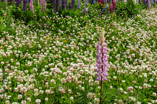 Lupinus polyphyllus in the garden or field Lupinus polyphyllus flowers