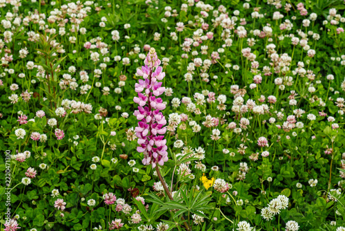 Lupinus polyphyllus in the garden or field Lupinus polyphyllus flowers