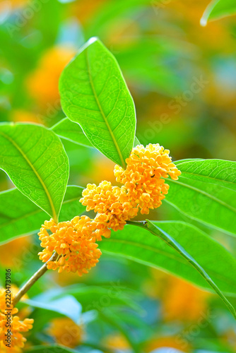 Chinese ornamental plant: Osmanthus