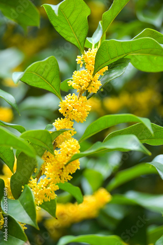 Chinese ornamental plant: Osmanthus