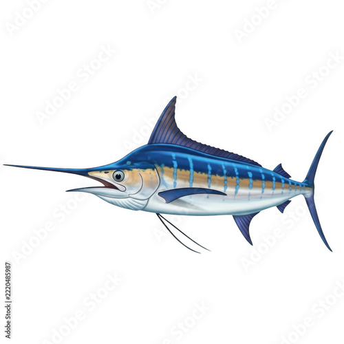 A large blue marlin fish swimming in the ocean isolated on transparent background
