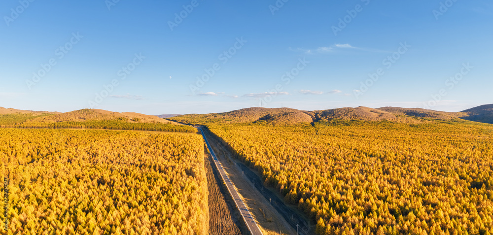 Fototapeta premium Straight Highway Cutting Through Endless Golden Larch Plantation Forest