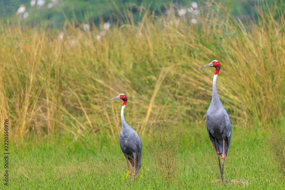 Fototapeta premium pair of sarus crane