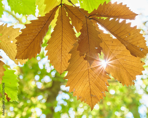 秋の光に透けるミズナラの美しい黄葉  Sunlight filtering through the golden-brown autumn leaves of a Japanese oak