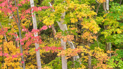 赤や黄色に鮮やかに彩られた美しい秋の木立  Colorful autumn grove with vibrant red and yellow foliage