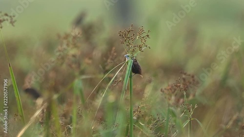 White-headed Munia in a rice field in rural Thailand.