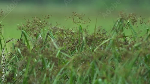 White-headed Munia in a rice field in rural Thailand.