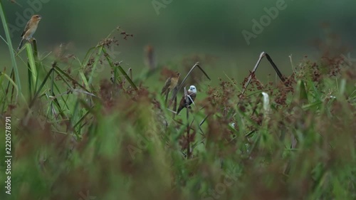 White-headed Munia in a rice field in rural Thailand.