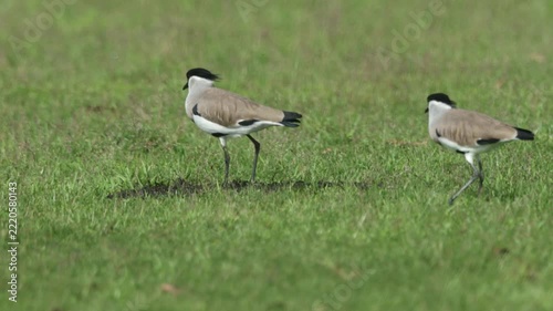 The River Lapwing typically prefers areas near water or clean streams.