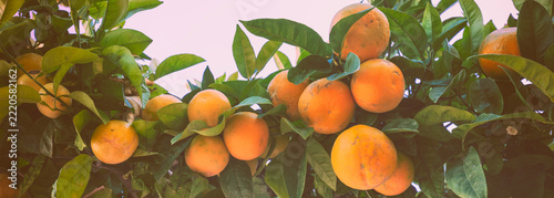 Branches with ripe oranges against the sky