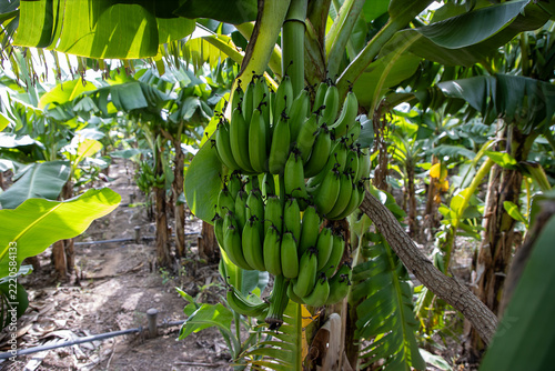Obraz na plátně Un champ de bananes cultivé dans un périmètre protegé contres les prédateurs , O