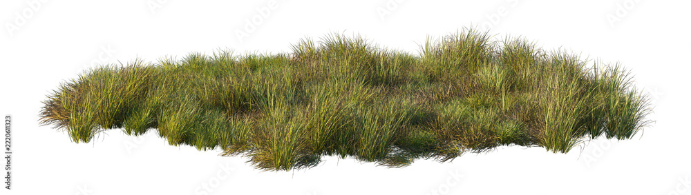 Naklejka premium carex obnupta grass clump (slough sedge, pacific sedge) isolated PNG on a transparent background premium nature cutout