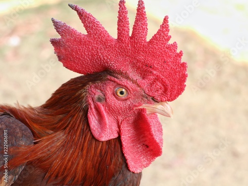 A close-up of a red local rooster with a very large comb.	