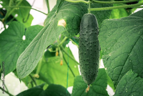 Cucumber hangs from vine amidst lush green foliage