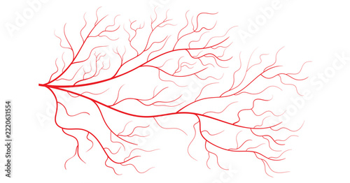 Human blood vessels, red blood vessel, intricate red branching veins illustration