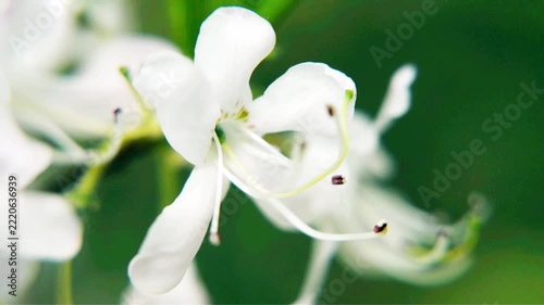White rhododendron blooms against the background of green grass