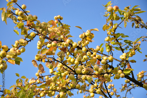 Close-up of crabapple fruit on the tree. Organic gardening and natural abundance of the fall season.