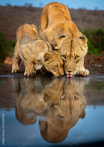 Lioness and cub drinking together at a waterhole with reflections