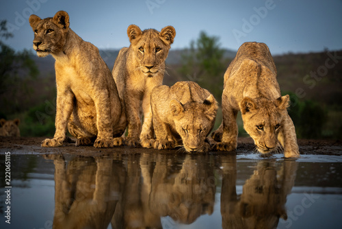 Lionesses and young lions gathered at a waterhole