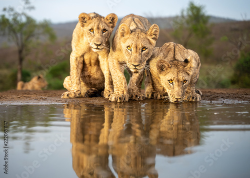 Three young African lions drinking together with reflections