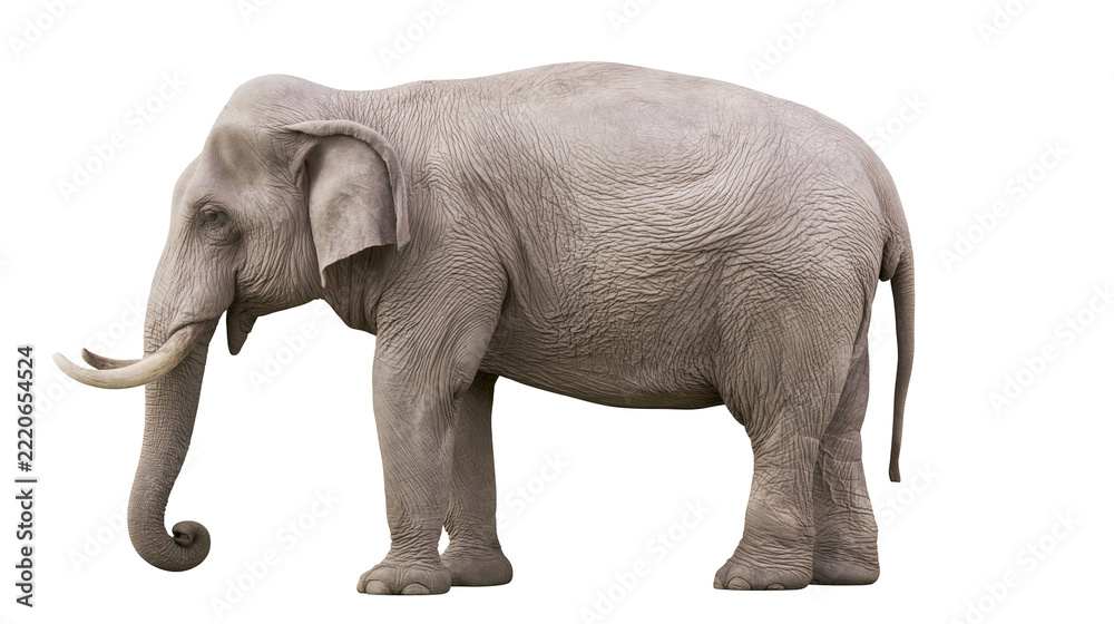 Fototapeta premium Large adult Asian elephant with tusks standing in profile view