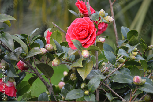 Close-up of a bright pink camellia in bloom, with buds, on a bush with green leaves.