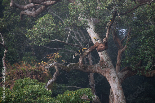 Group of great hornbills on a large forest tree.A small flock of wild great hornbill birds perched on branches of a massive ancient tree in the misty jungle of Khao Yai, Thailand.