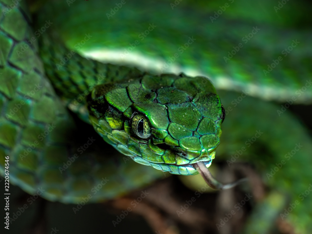 Fototapeta premium Large-scaled pit viper (Craspedocephalus macrolepis) is a venomous snake native to southern Western Ghats in South India. 