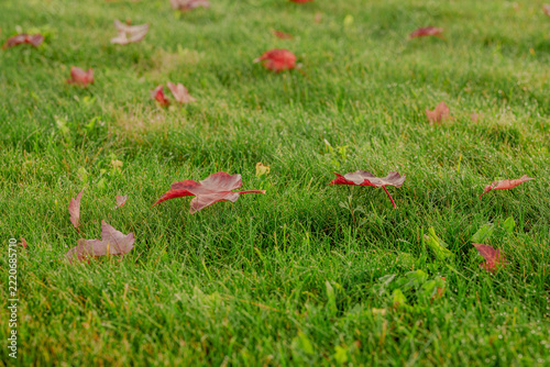 Red autumn leaf covered with morning dew on green grass