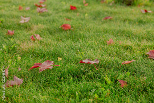 Red autumn leaf covered with morning dew on green grass