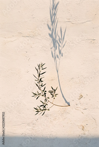Olive tree with beautiful shadow on the wall on sunny day