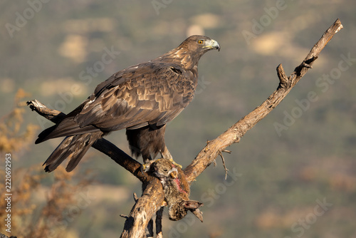Adult male Golden Eagle in its territory in a Mediterranean forest at first light on an autumn day