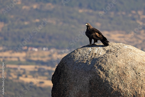 Adult male Golden Eagle in its territory in a Mediterranean forest at first light on an autumn day