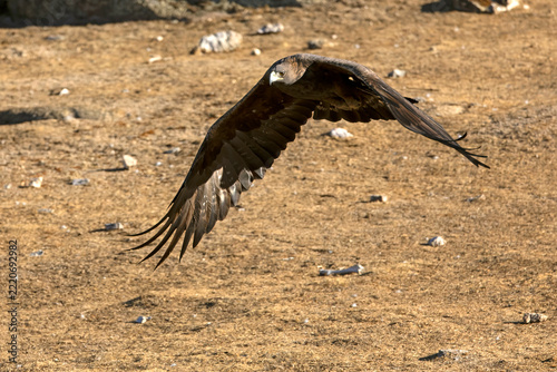 Adult male Golden Eagle flying in its territory within a Mediterranean forest at first light on an autumn day