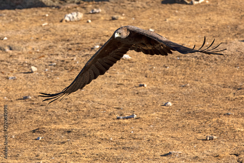 Adult male Golden Eagle flying in its territory within a Mediterranean forest at first light on an autumn day