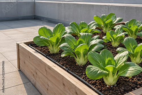 Leafy vegetables growing in a raised bed on an urban rooftop