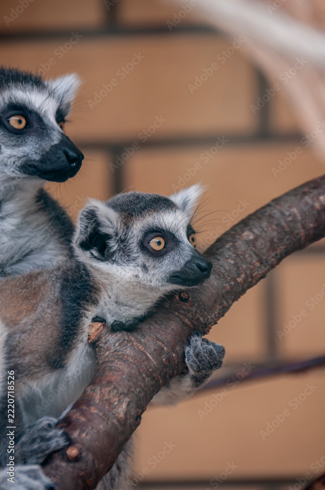 Fototapeta premium A close-up of two ring-tailed lemurs sitting on a branch.