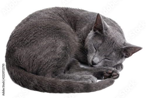 Fotografie Peaceful Russian Blue Cat Sleeping Curled Up